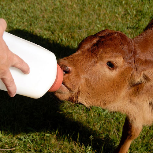 Calf Food Preparation Machines Manufacturer GNC Agriculture